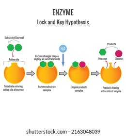 Catalytic cycle of an enzyme. Active site is available. Substrate reactants enter active site of enzyme. Mechanism of enzyme substrate interaction by "lock and key" model.