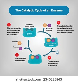 The Catalytic Cycle of an Enzyme with Induced Fit Model