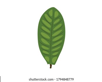 Catappa Leaf Botanical Vector Illustration