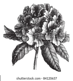 Catawba Rhododendron or Rhododendron catawbiense, vintage engraving. Old engraved illustration of Catawba Rhododendron hybrid isolated on a white background. Trousset encyclopedia (1886 - 1891).