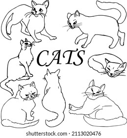 CAT.Black and white linear illustration depicting funny cats,coloring book for children and adults,line art wall art,posters,shaft art,stained glass style,abstraction,vector.