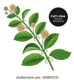 Catcalls (Uncaria tomentosa) or vilcacora. Medicinal plant. Botanical vector illustration.