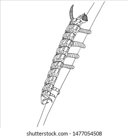 Caterpilar for coloring page on the branch. Graphics.