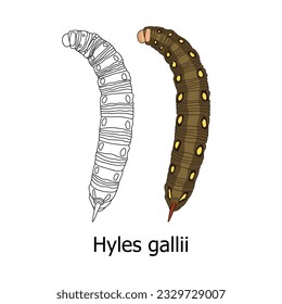 Caterpillar of bedstraw hawk moth - hand drawn vector illustration. Flat color design.