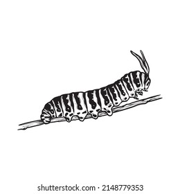 Caterpillar of butterfly hand drawn illustration vector eps