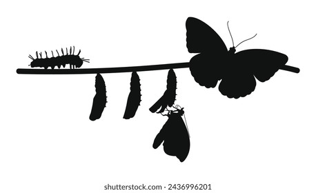 caterpillar to butterfly process. vector illustration. metamorphosis. black isolated white background