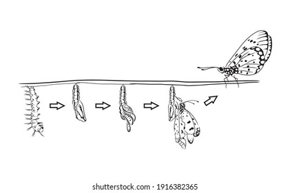 Caterpillar to butterfly sketch and hand drawn vector. Metamorphosis of the Swallowtail