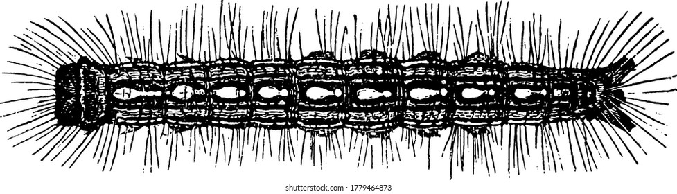 A caterpillar of the Clisiocampa genus, are the larval stage of members of the order Lepidoptera, have soft bodies that can grow rapidly between moults and tufts of hair-like setae all over the body.