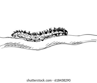 The caterpillar crawls along the trunk. Realistic sketch, Hand drawn vector illustration