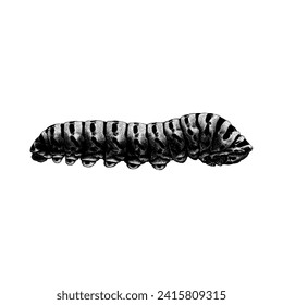 Caterpillar hand drawing vector isolated on white background.