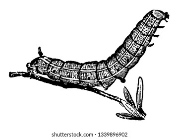 Caterpillar of Humming bird Hawk moth made of the debris of leaves held together by threads placed on the surface of the ground vintage line drawing or engraving illustration.