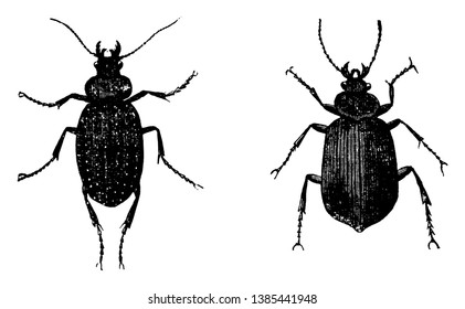 Caterpillar Hunter Beetles which have hard wings, vintage line drawing or engraving illustration.
