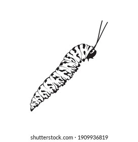 caterpillar icon vector illustration with black and white colors.