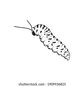 caterpillar icon vector illustration with black and white colors.