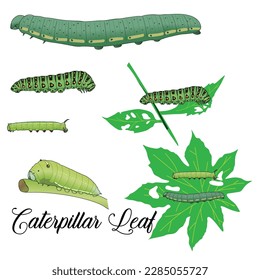 Caterpillar Leaf Vector Art, Graphics and Stock Illustrations