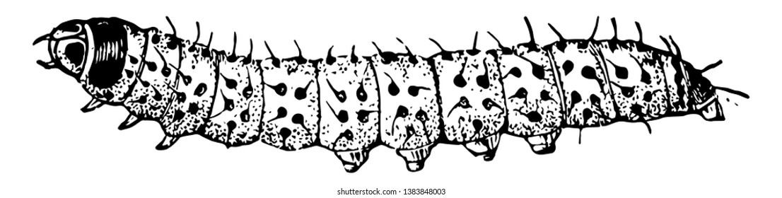 Caterpillar Of The Leopard Moth Is Whitish With Black Glossy Spots, Vintage Line Drawing Or Engraving Illustration.