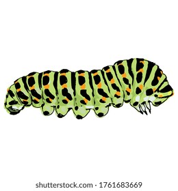 Caterpillar Of Old World Swallowtail. Papilio Machaon. Hand Drawn Colorful Sketch. Isolated Vector Illustration. 