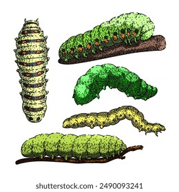 caterpillar set hand drawn. cocoon insect, nature animal, growth cycle caterpillar vector sketch. isolated color illustration