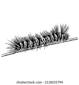 Caterpillar sketch or vector vintage illustration of centipede. hand drawn worm. isolated on white background
