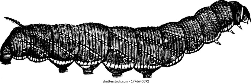 The caterpillar stage of the moth, Protoparce celeus species, they get its name, potato hawk-moth, as its use of potatoes as host plants, vintage line drawing or engraving illustration.