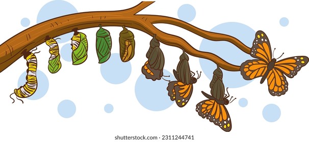 caterpillar turning into a butterfly vector illustration