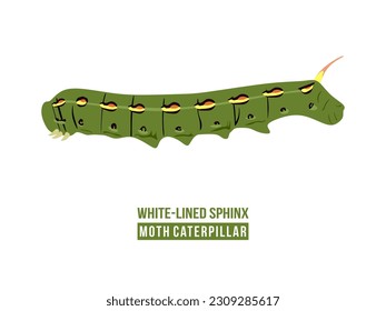 Ilustración vectorial de la oruga central. Sphinx Sphinx Moth Caterpillar aislado en fondo blanco. Las larvas son negras con manchas anaranjadas dispuestas en líneas por todo el cuerpo. Ilustración plana