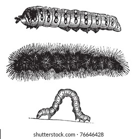 Caterpillar, vintage engraving. Old engraved illustration of the caterpillars of the Indian Moon moth (top), Brush-footed butterfly (center), and Geometer moth (bottom). Trousset encyclopedia.