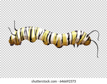 Caterpillar with yellow and black striped illustration