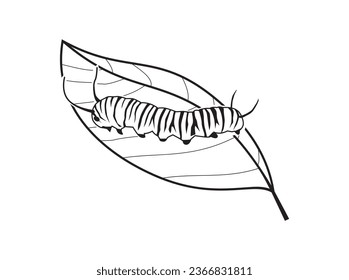 Caterpillars walk on leaves line hand drawing, useful for coloring book.