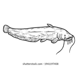 Catfish fish. Sketch scratch board imitation. Black and white.
