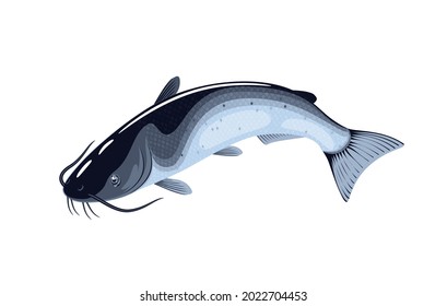 Catfish fish. Vector illustration cartoon flat icon isolated on white background.