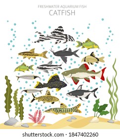 Catfish. Freshwater aquarium fish icon set flat style isolated on white.  Vector illustration