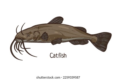 Catfish, freshwater fish with barbels. Realistic vintage drawing of fresh water animal, river species, side view. Detailed hand-drawn vector illustration isolated on white background