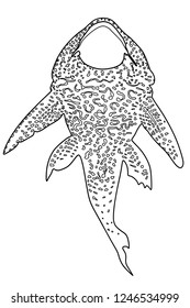 Catfish Graphics sketch outline vector
