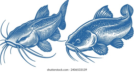 Catfish hand drawn vector illustration