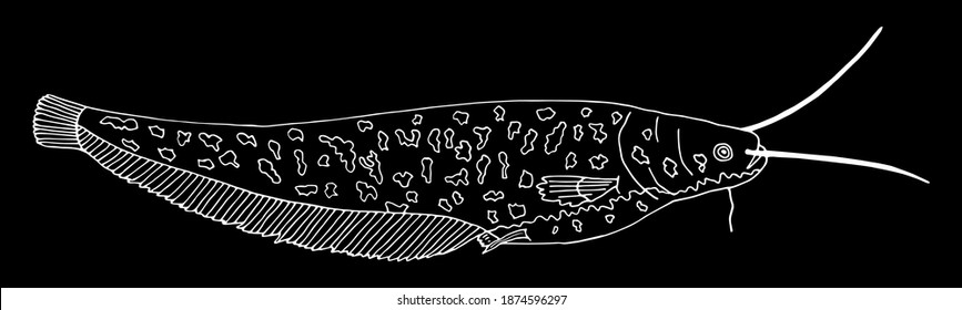 Catfish hand drawn. White contour of fish on black background. Vector illustration.