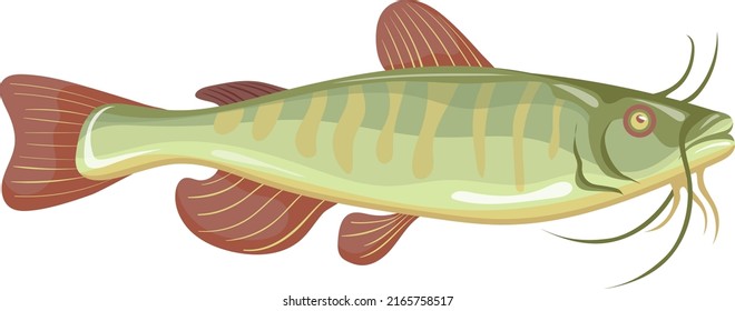 Catfish icon. Cartoon fishing catch. Seafood symbol isolated on white background