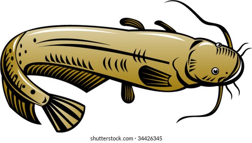 Catfish isolated on white background