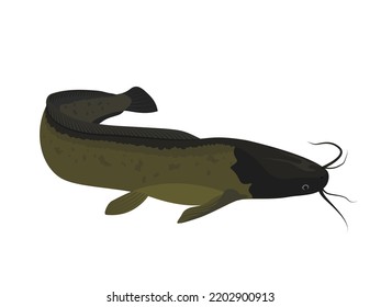 catfish on a white background.