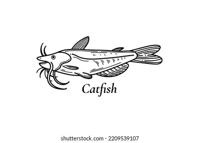 Catfish or sheatfish isolated vector illustration. Vintage vector engraving vector monochrome black fish illustration in a graphic ink style.