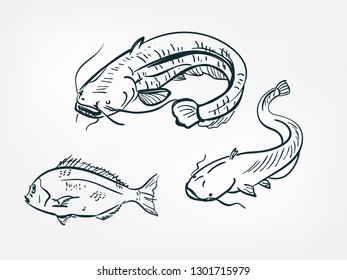 catfish sheatfish set collection japanese chinese oriental vector ink style design elements illustration