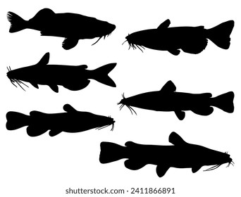 Catfish silhouette vector art white background