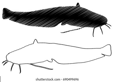 catfish silhouette vector, (Silurus glanis), 