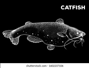 Catfish sketch. Hand drawn vector illustration. Seafood design element for packaging. Engraved style illustration. Can used for packaging design. Carfish fish label.