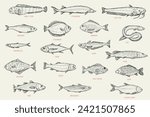 Catfish, sturgeon, wolffish, carp, sea perch, trout, halibut, pike, hake, tuna, anchovy, eel, dorado, flounder, herring, silver carp, mackerel, cod. Set outline sketch fish. Vector illustration.