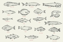 Catfish, Sturgeon, Wolffish, Carp, Sea Perch, Trout, Halibut, Pike, Hake, Tuna, Anchovy, Eel, Dorado, Flounder, Herring, Silver Carp, Mackerel, Cod. Set Outline Sketch Fish. Vector Illustration.