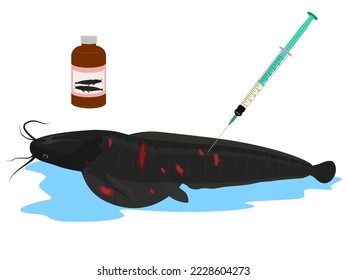 Catfish vaccination on white background.