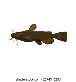 Catfish vector illustration on white background, wild animal. 