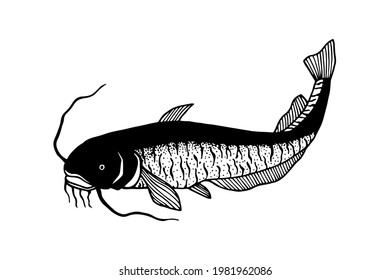 Catfish. Vector stock illustration eps10. Outline, Isolate on a white background. 