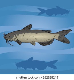 Catfish in the water.